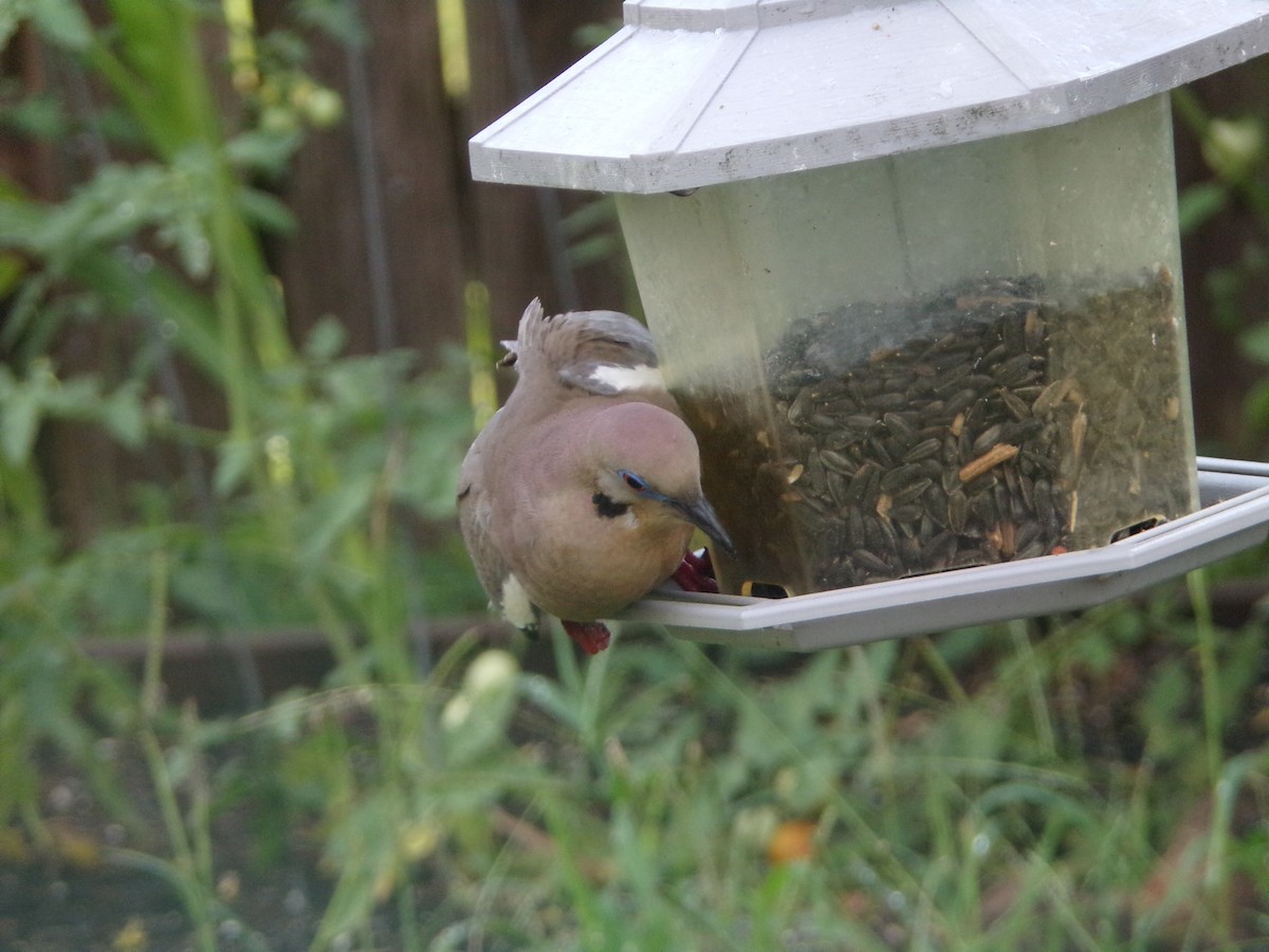 White-winged Dove - ML620642075