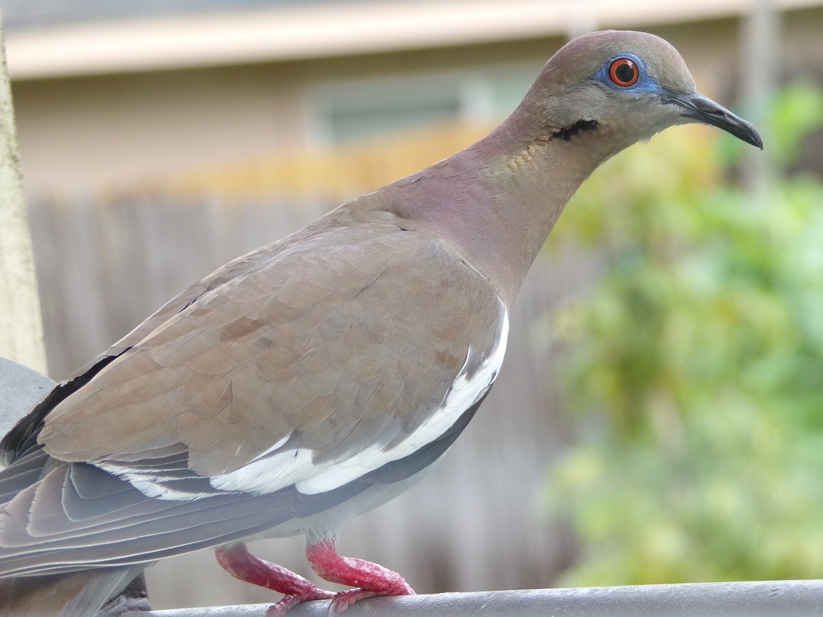 White-winged Dove - ML620642076