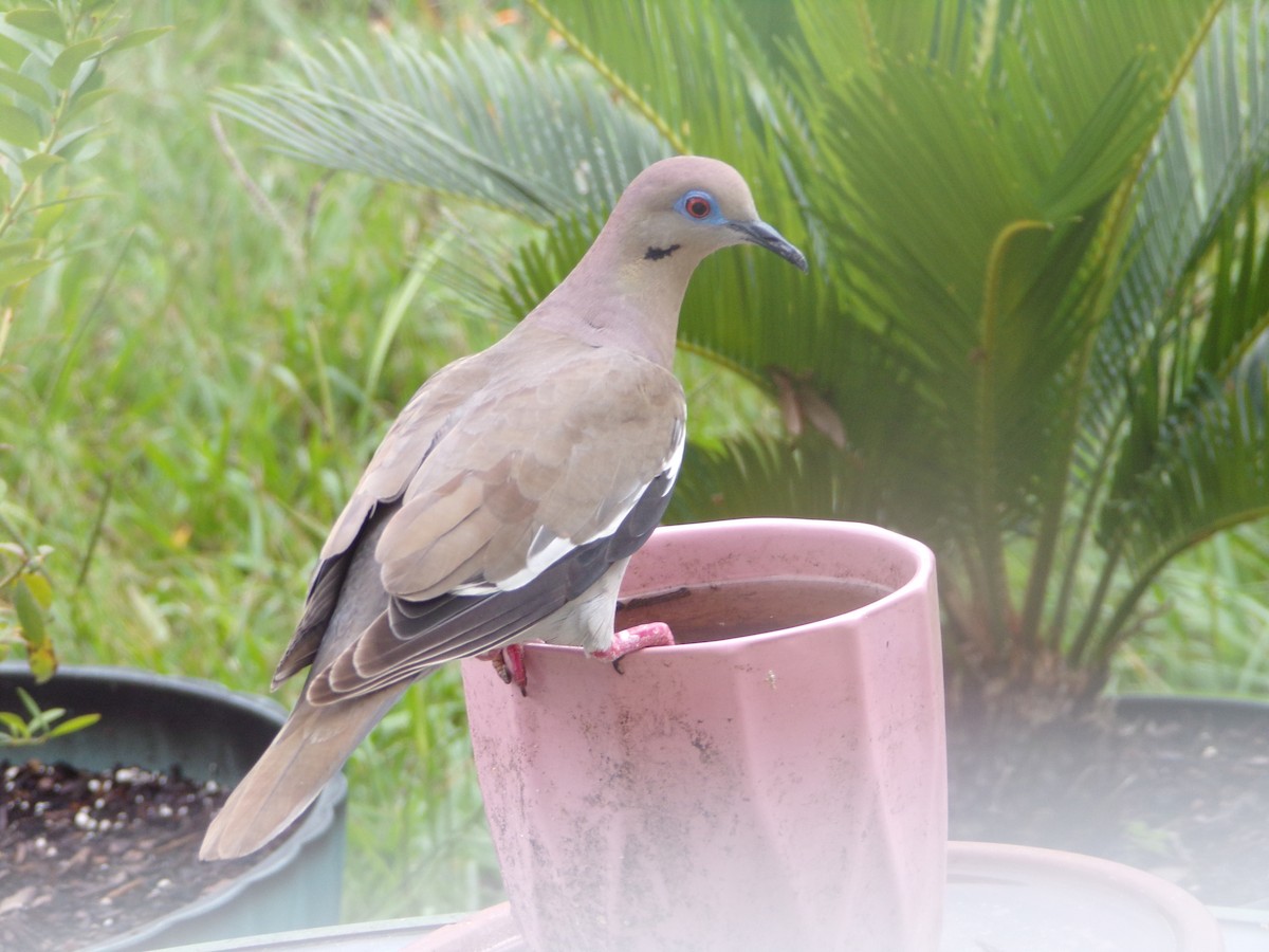 White-winged Dove - ML620642077