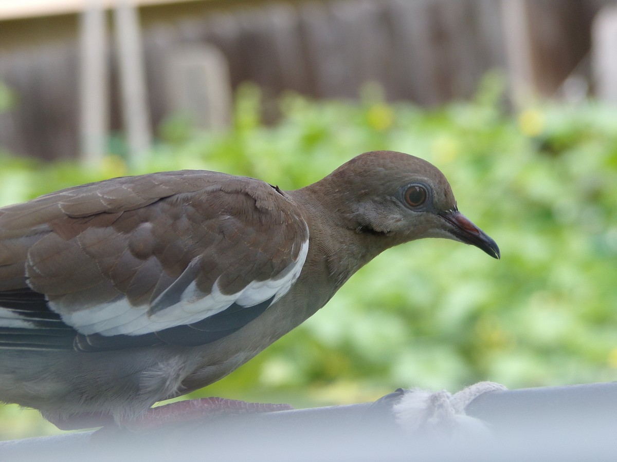 White-winged Dove - ML620642078