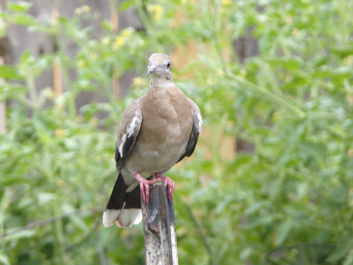 White-winged Dove - ML620642080