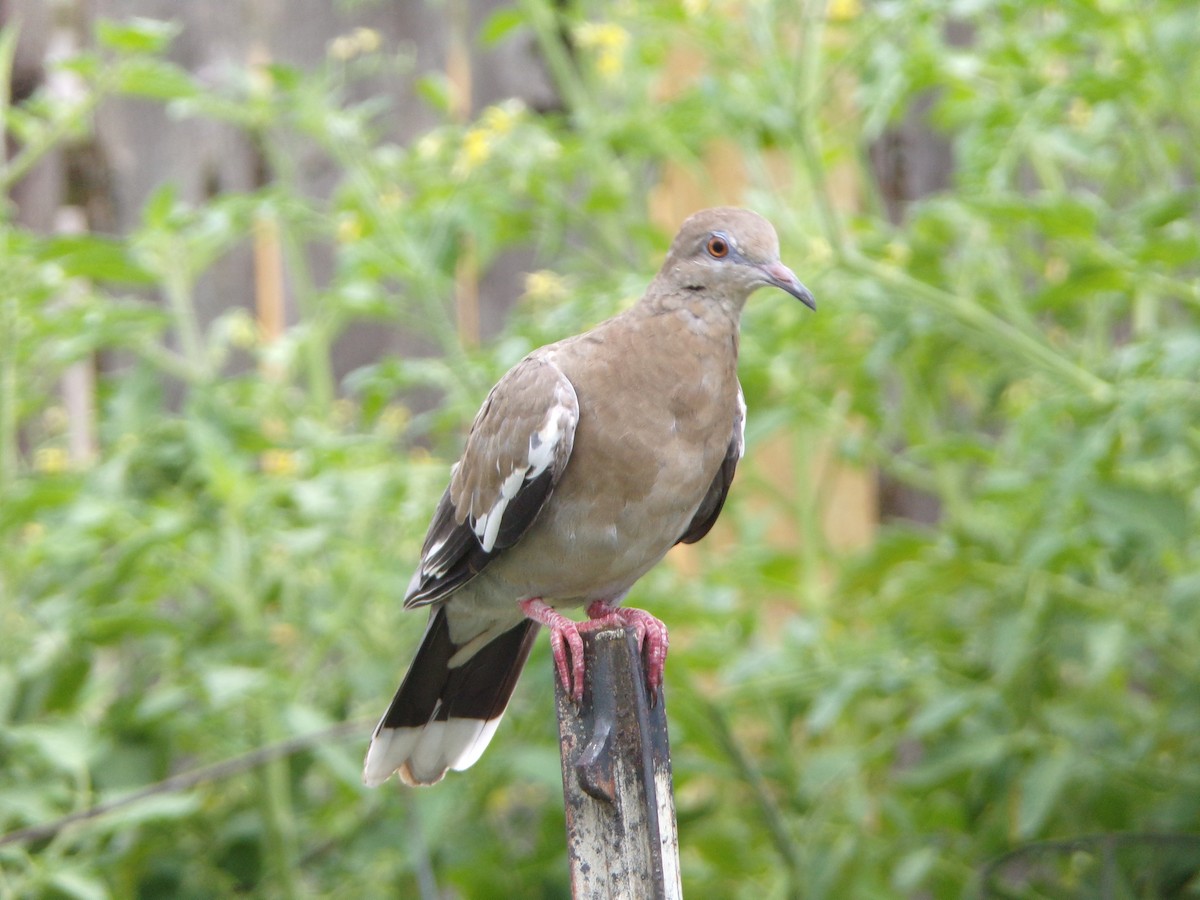 White-winged Dove - ML620642081