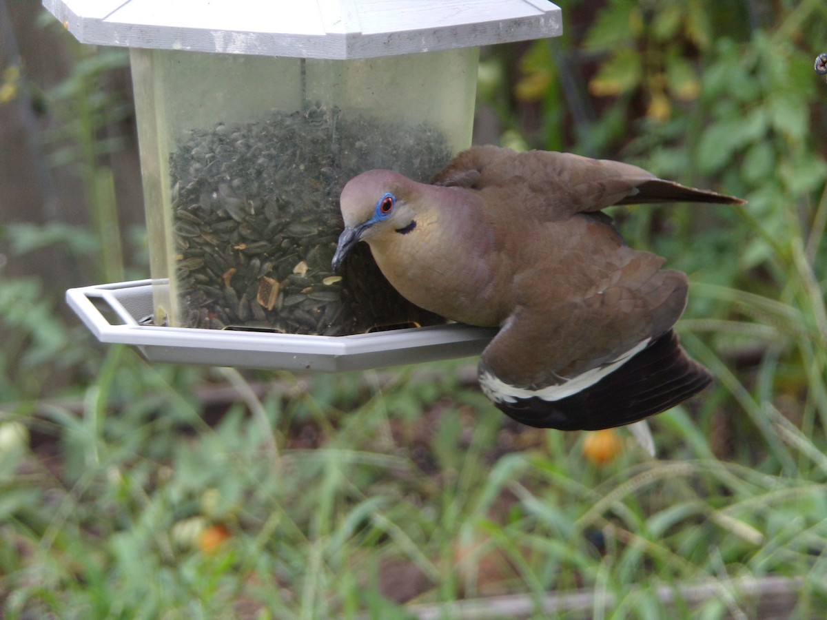 White-winged Dove - ML620642083