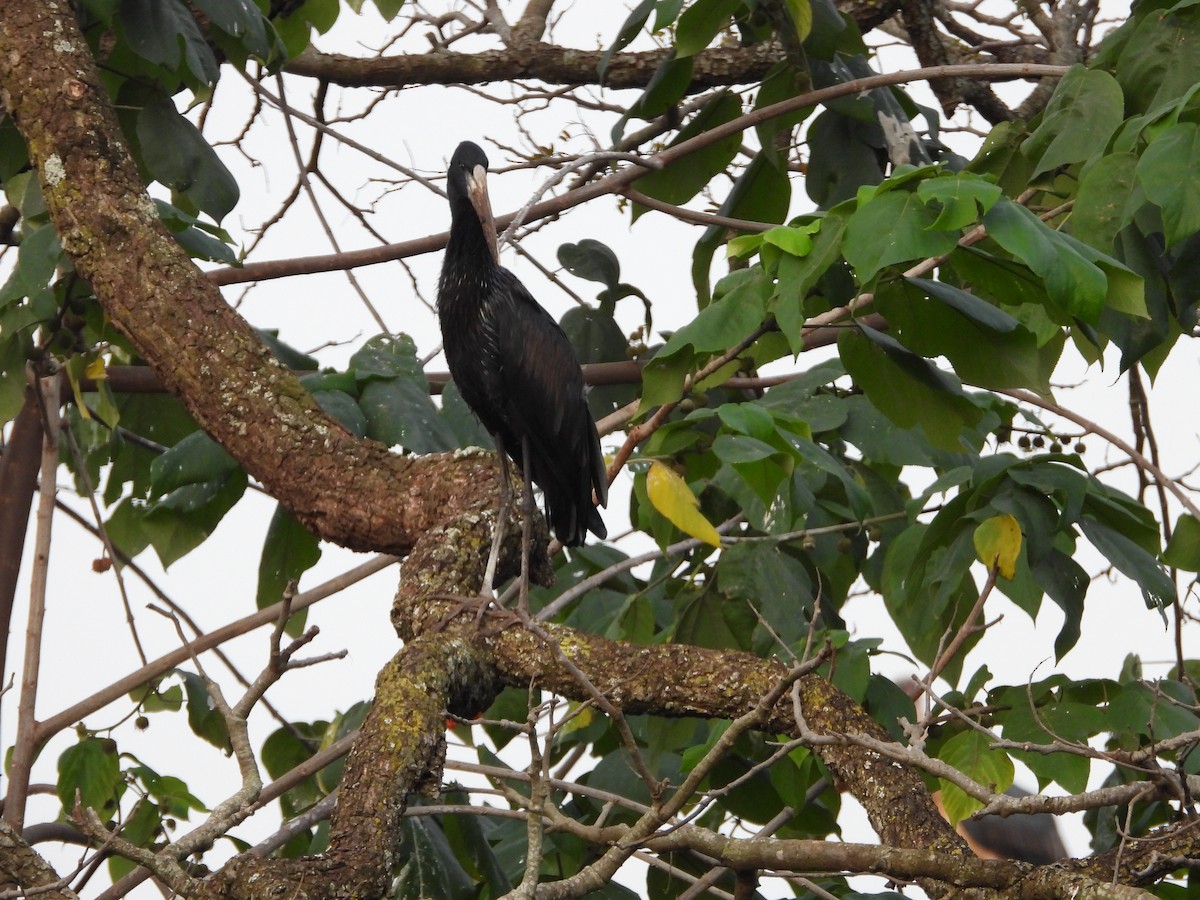 African Openbill - ML620642084