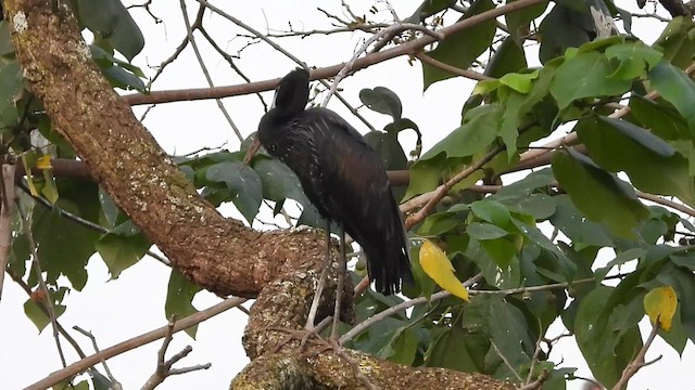 African Openbill - ML620642085