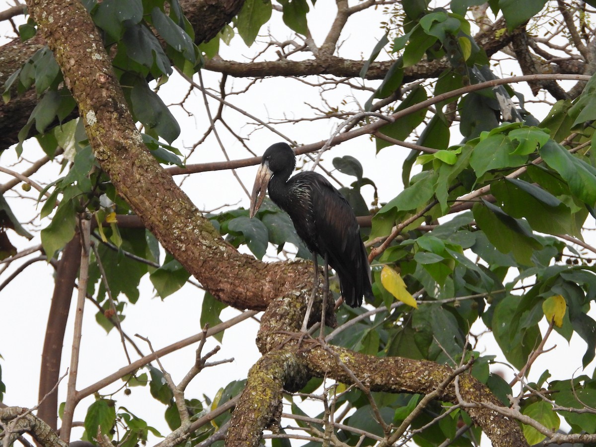 African Openbill - ML620642086