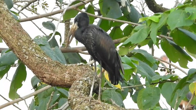 African Openbill - ML620642087