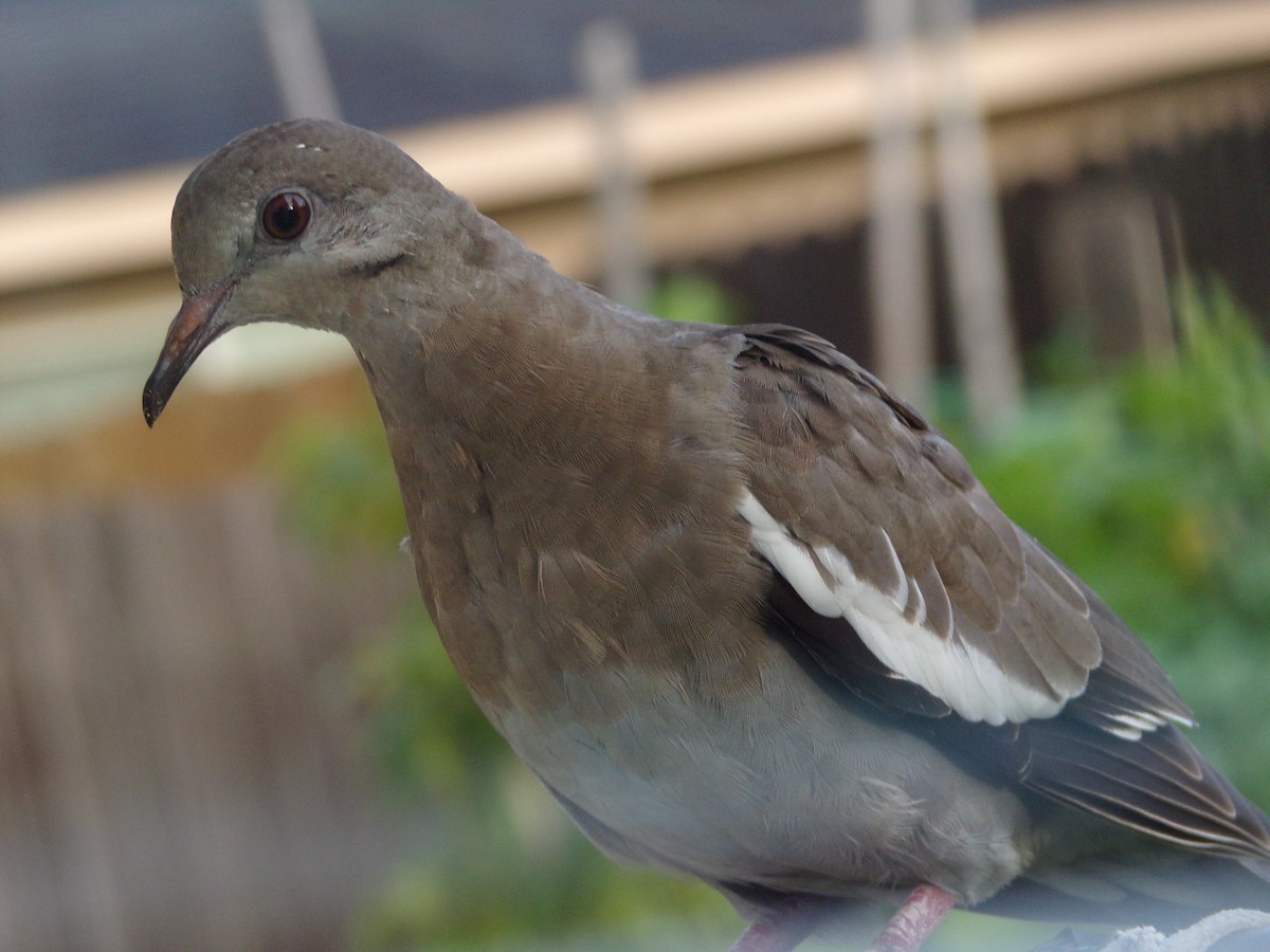 White-winged Dove - ML620642089