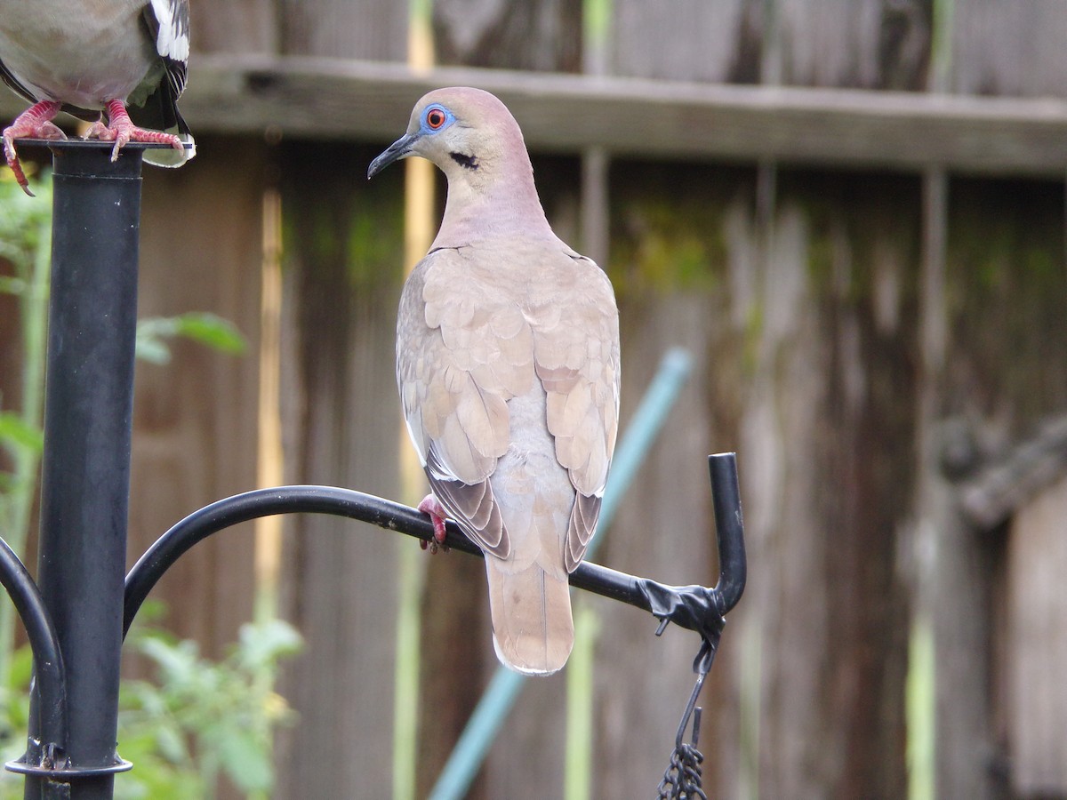 White-winged Dove - ML620642090