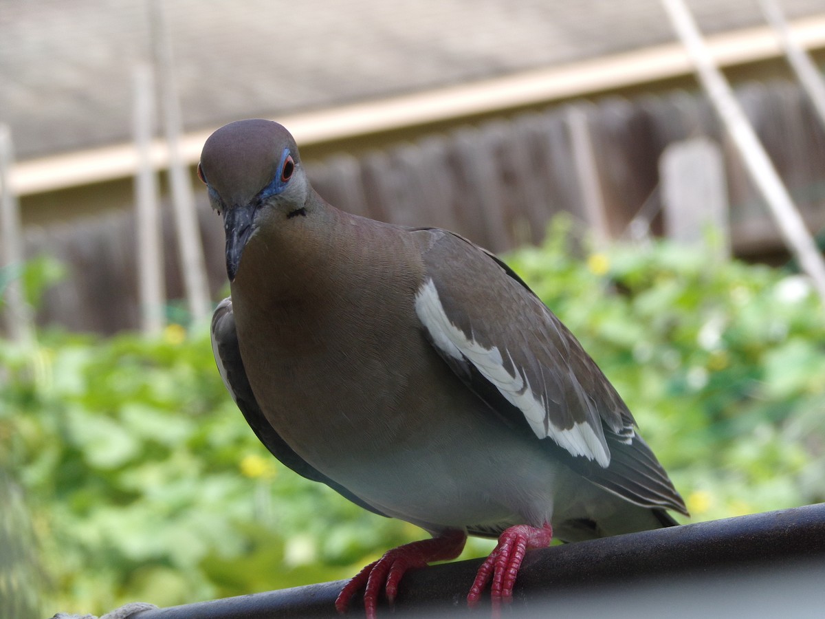 White-winged Dove - ML620642091