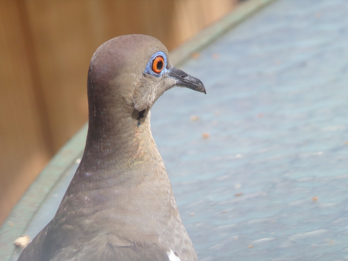 White-winged Dove - ML620642092