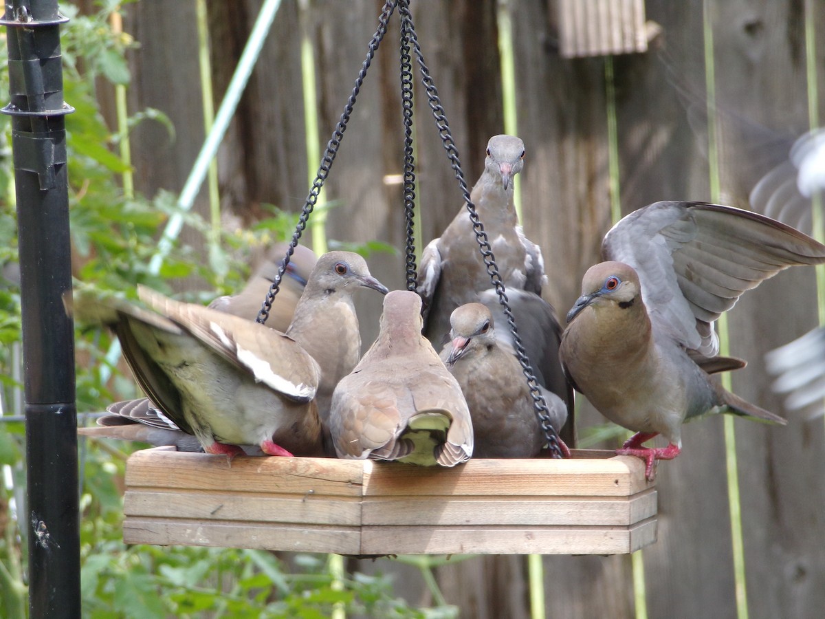 White-winged Dove - ML620642095