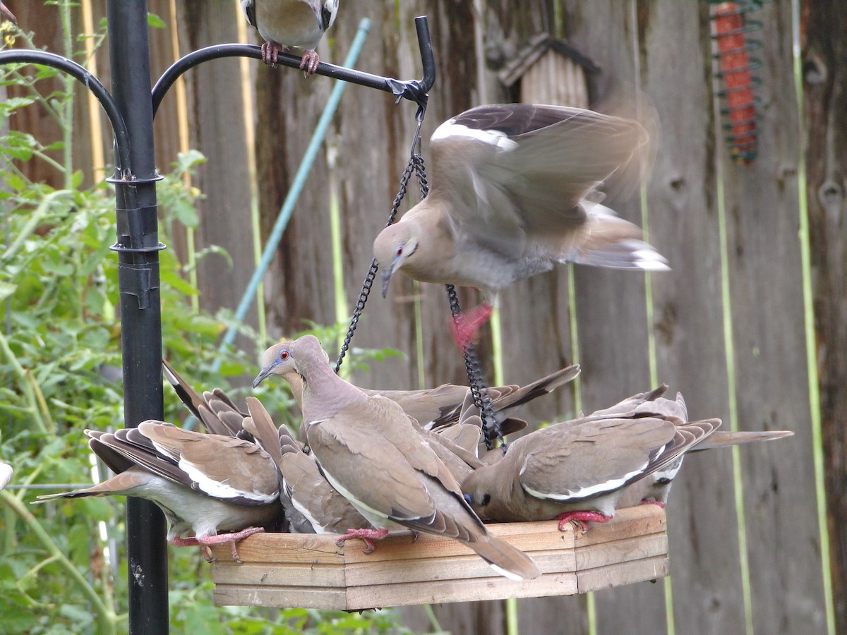 White-winged Dove - ML620642096