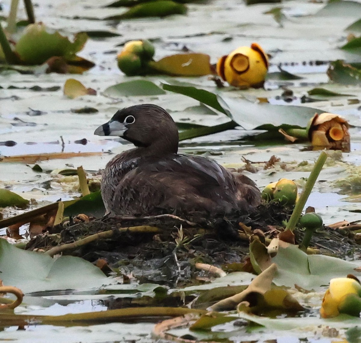 Pied-billed Grebe - ML620642098