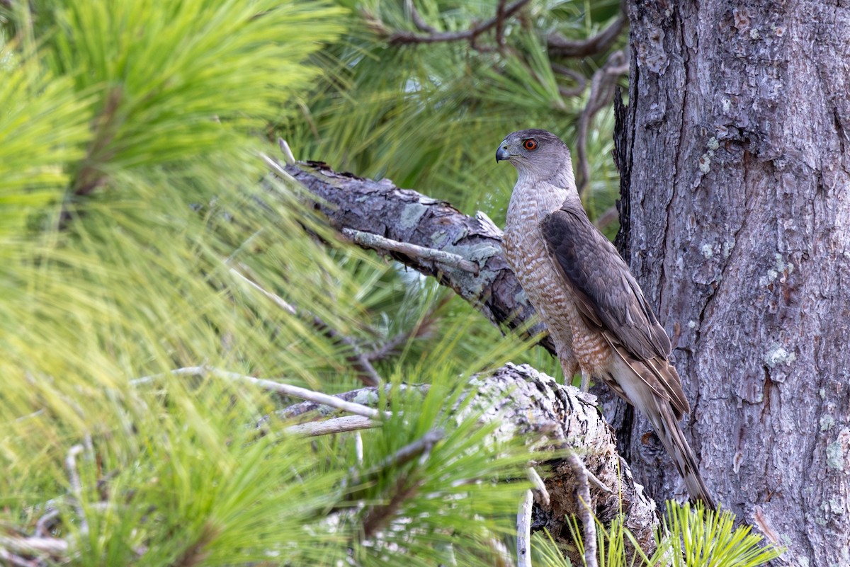 Cooper's Hawk - ML620642099