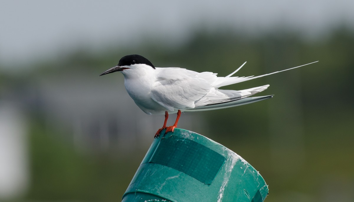 Roseate Tern - Alix d'Entremont