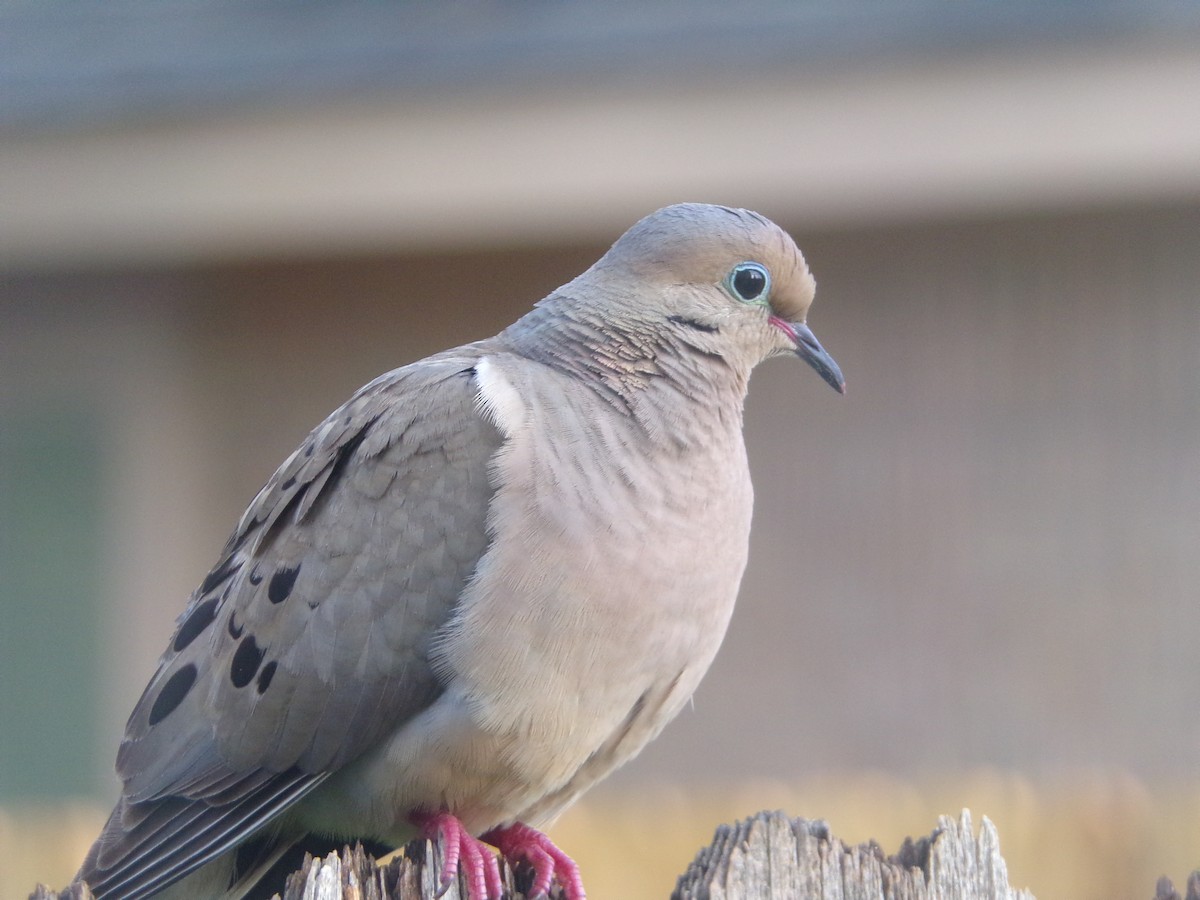 Mourning Dove - ML620642110