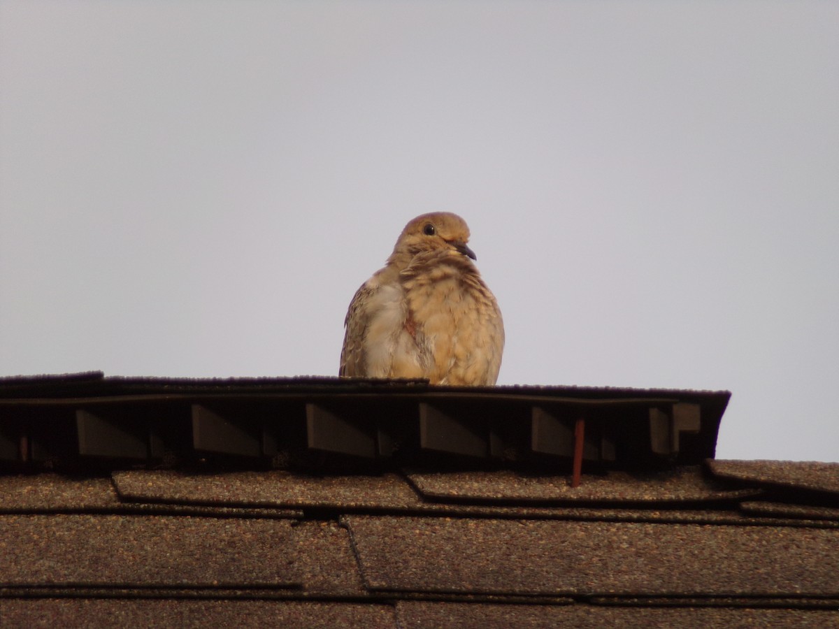 Mourning Dove - ML620642112