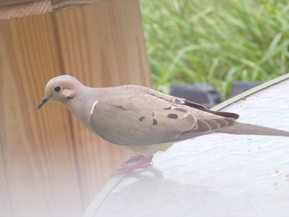 Mourning Dove - ML620642113