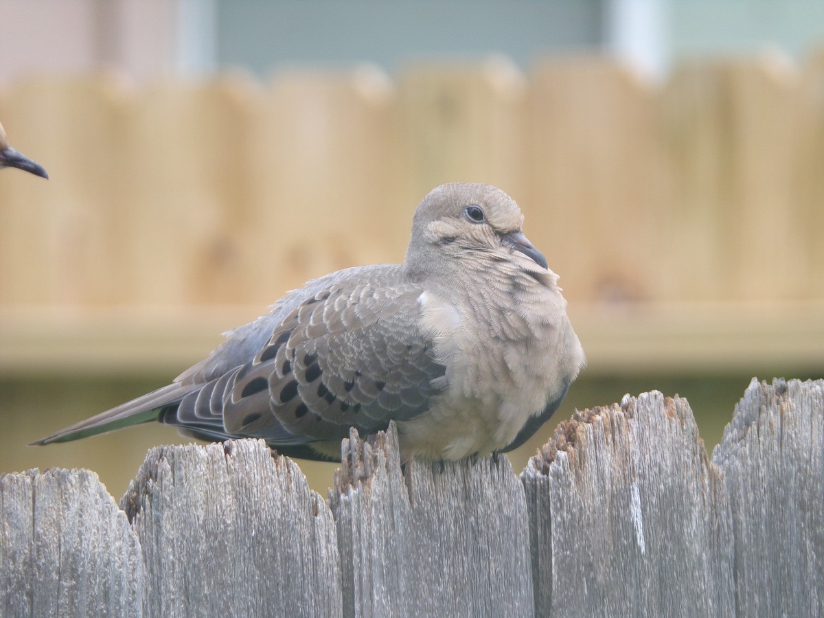 Mourning Dove - ML620642115