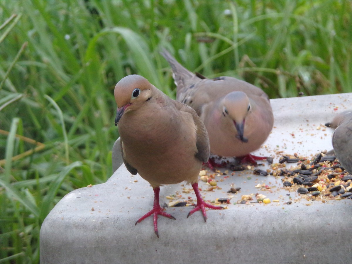 Mourning Dove - Texas Bird Family