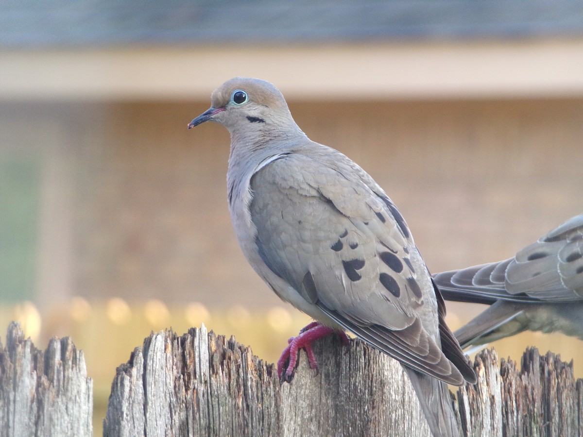 Mourning Dove - ML620642120