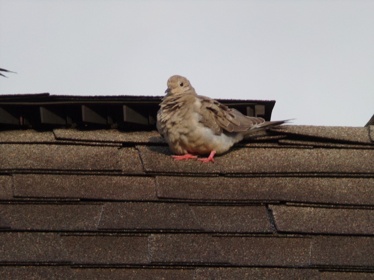 Mourning Dove - ML620642122