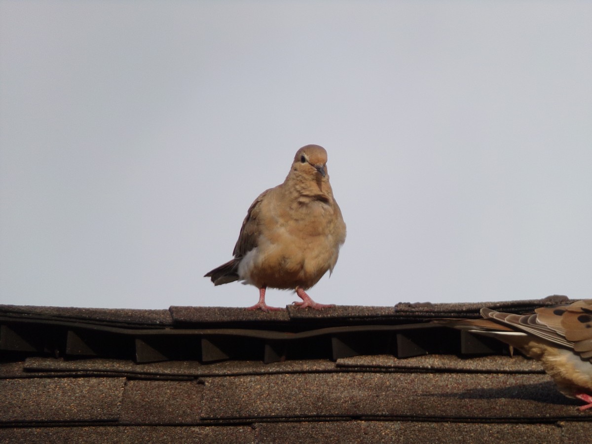 Mourning Dove - ML620642123