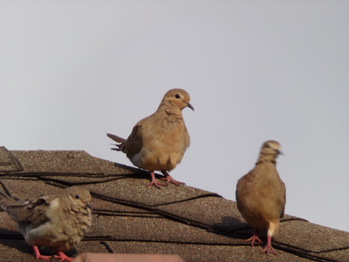 Mourning Dove - ML620642126