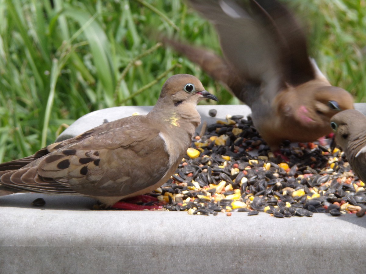 Mourning Dove - ML620642127