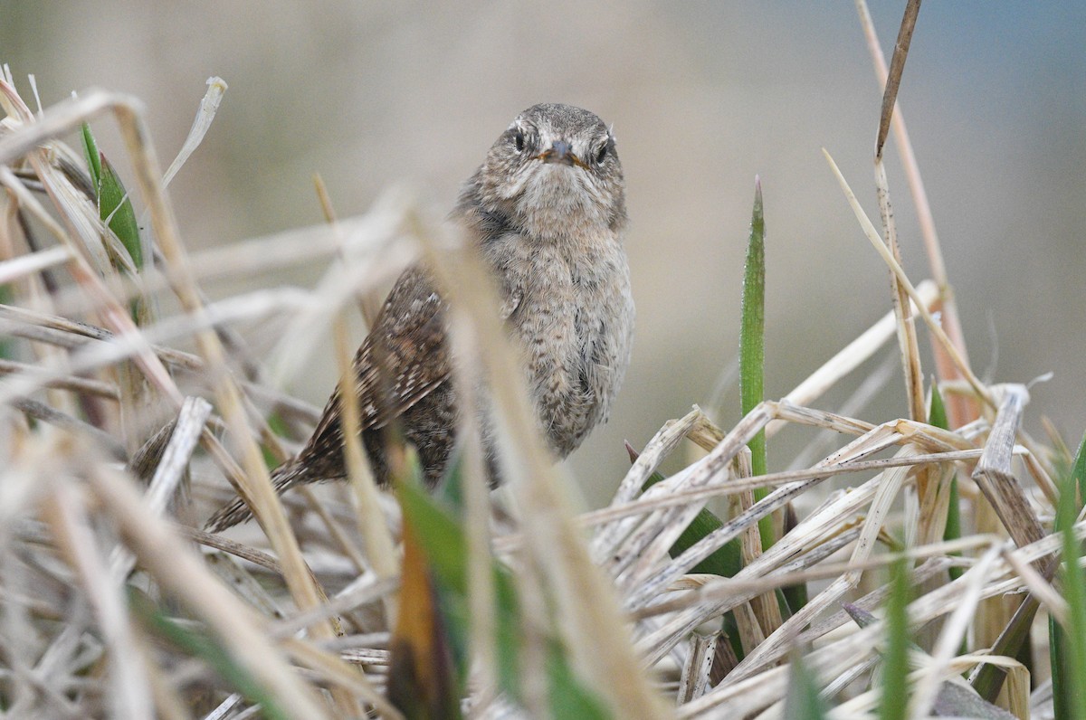 Pacific Wren - ML620642129