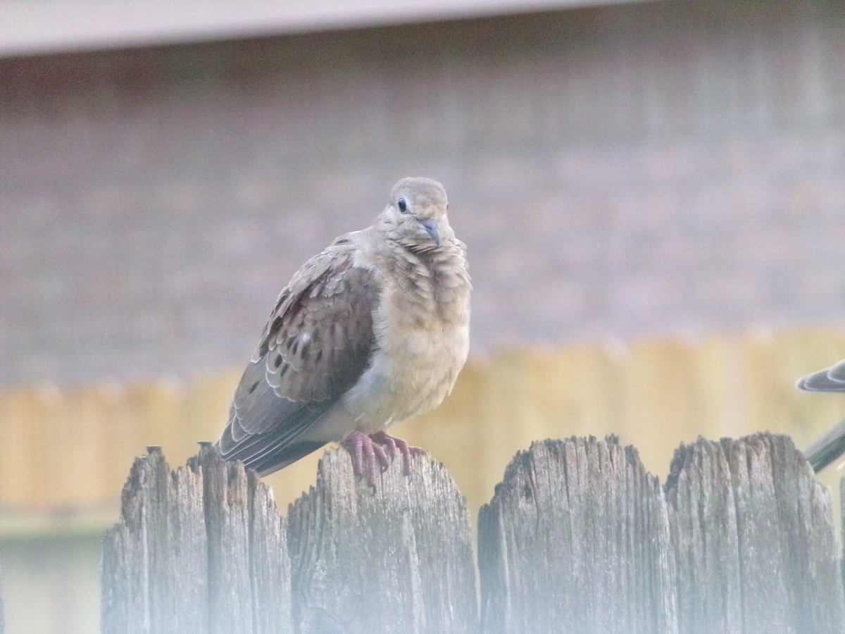 Mourning Dove - ML620642134