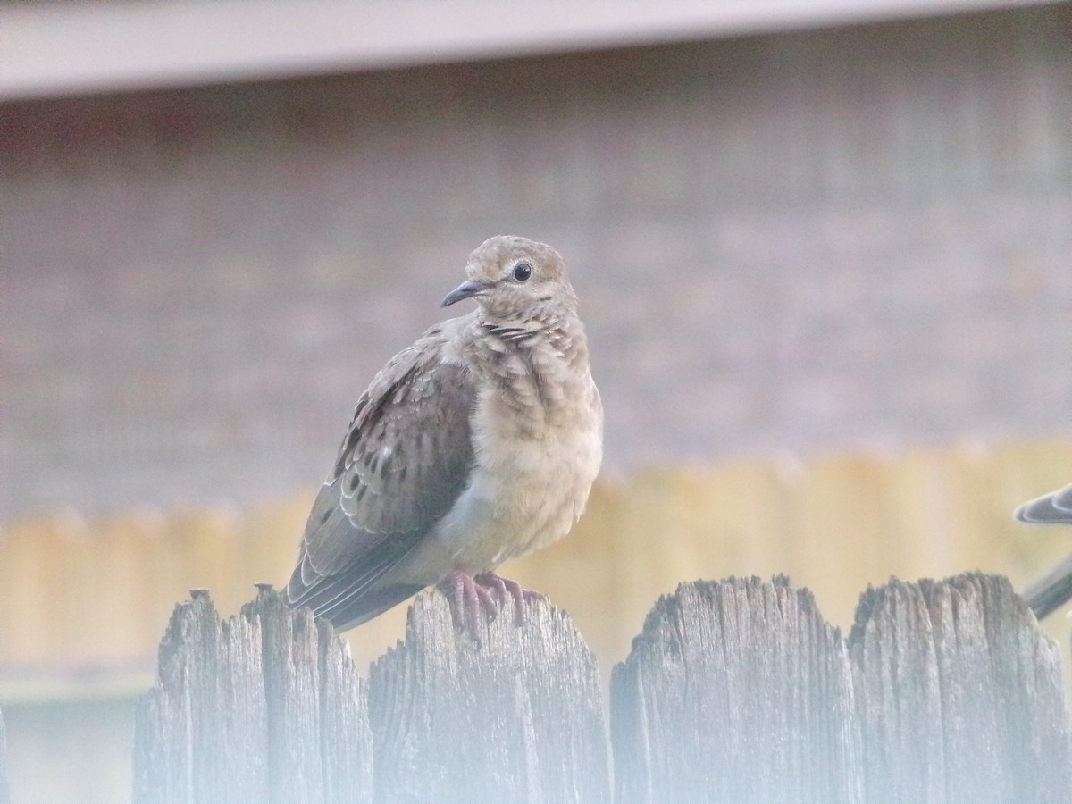 Mourning Dove - Texas Bird Family