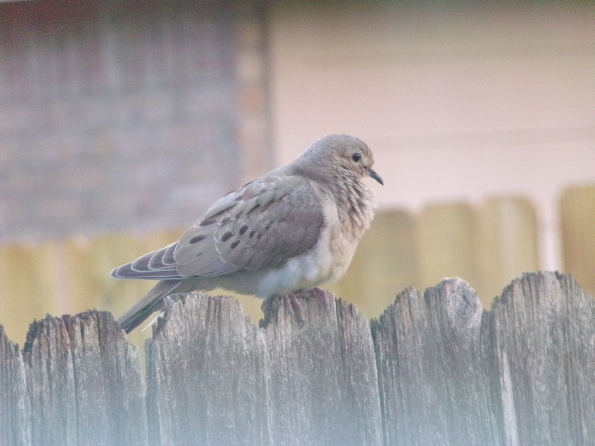 Mourning Dove - ML620642136