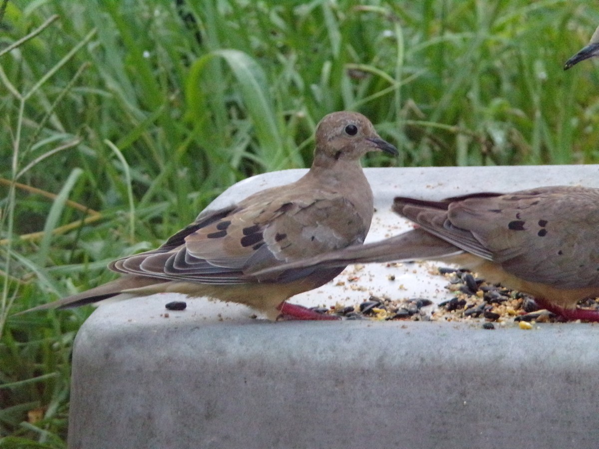 Mourning Dove - ML620642138