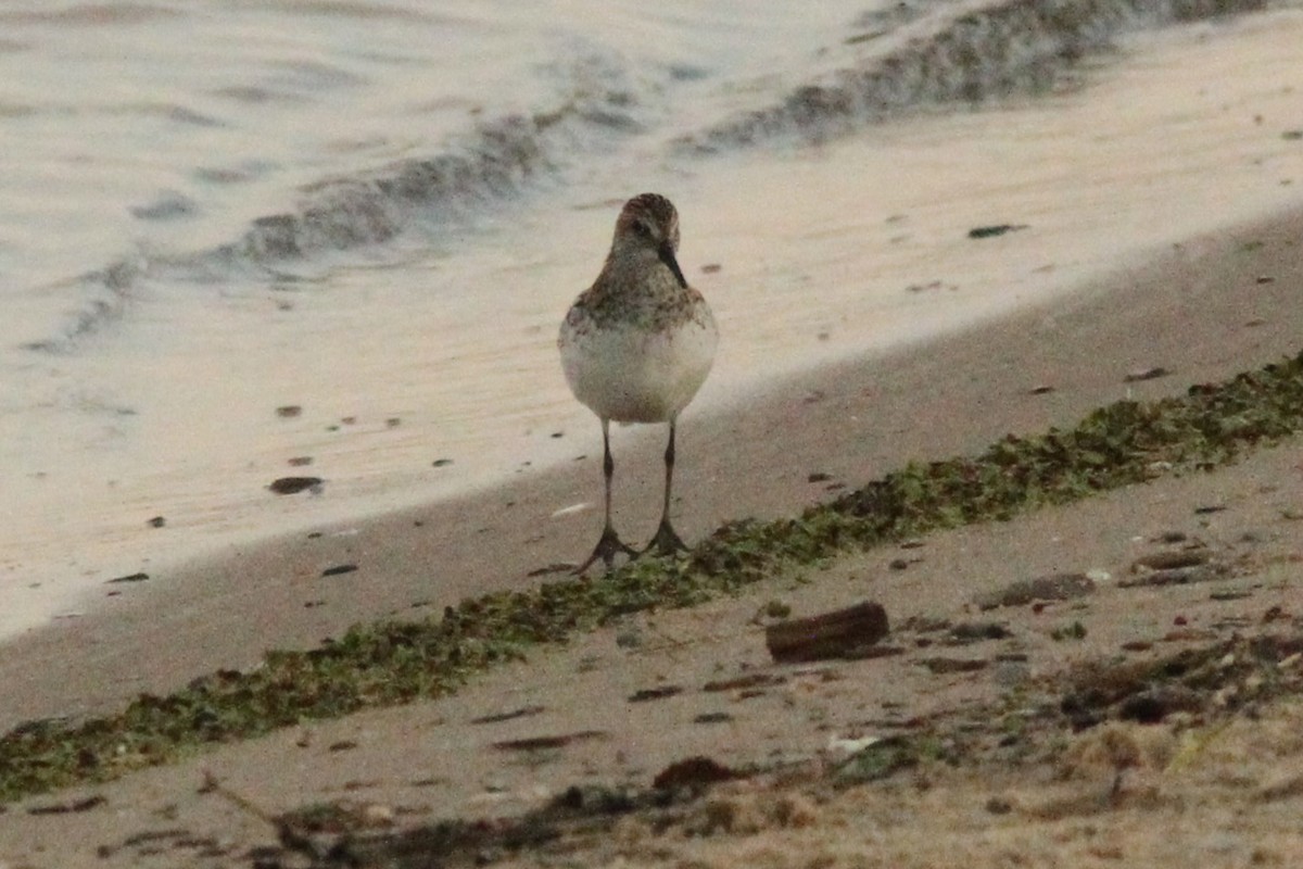 Semipalmated Sandpiper - ML620642145