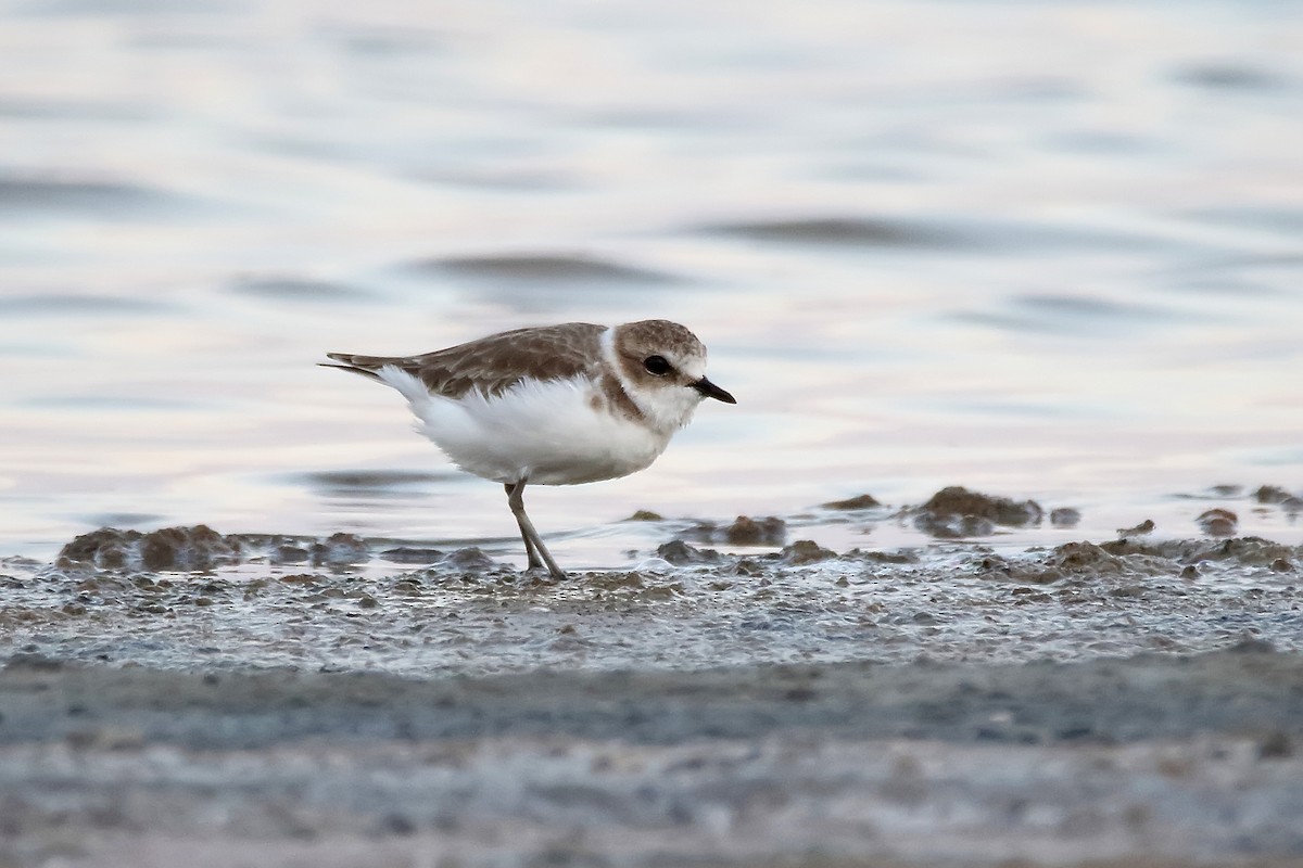 Kentish Plover - ML620642147