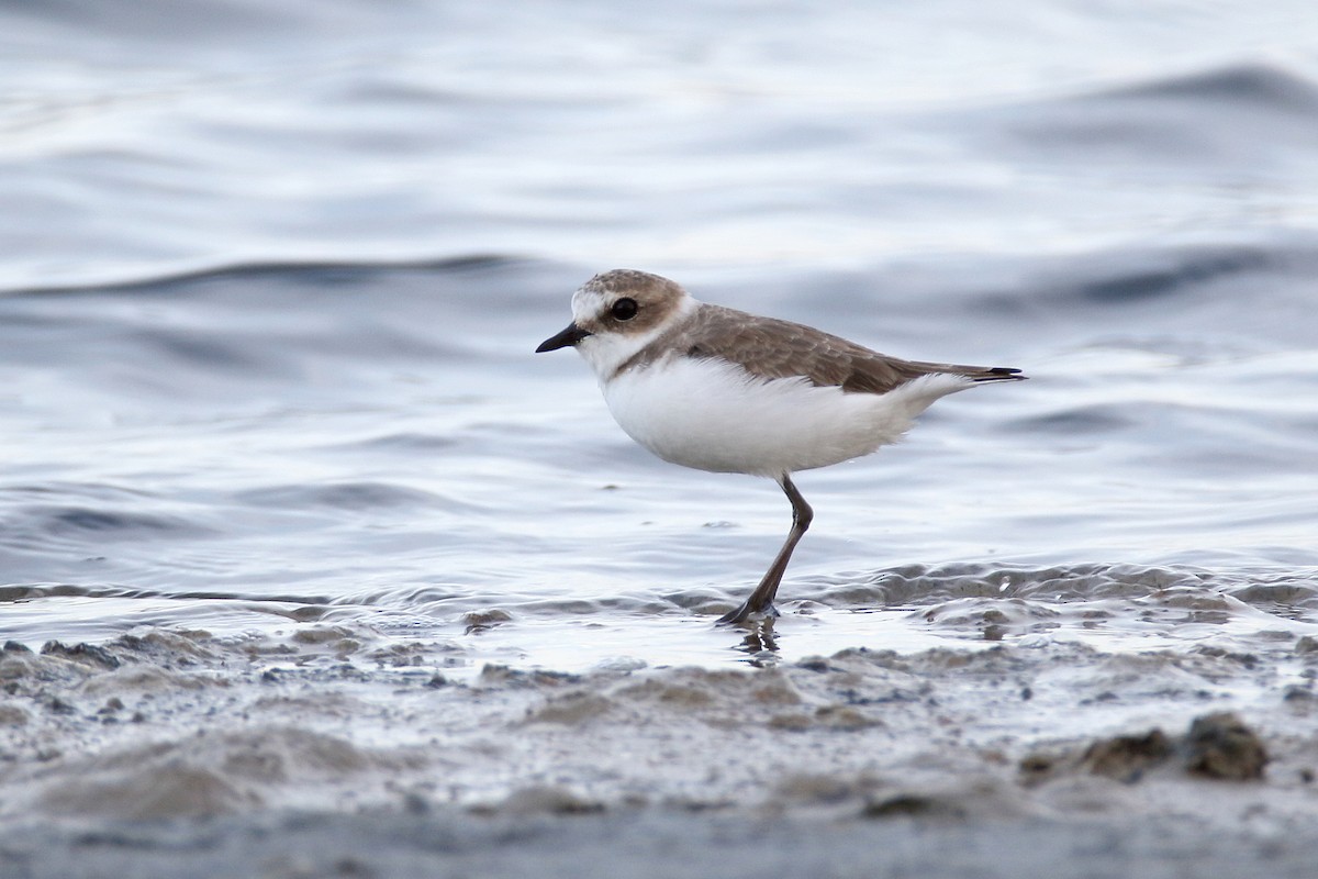 Kentish Plover - ML620642148