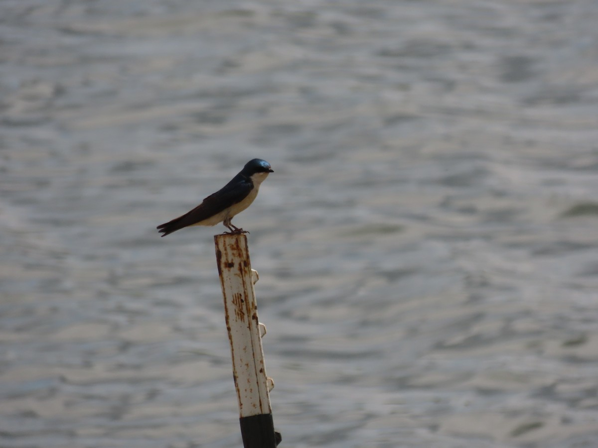 Golondrina Bicolor - ML620642150