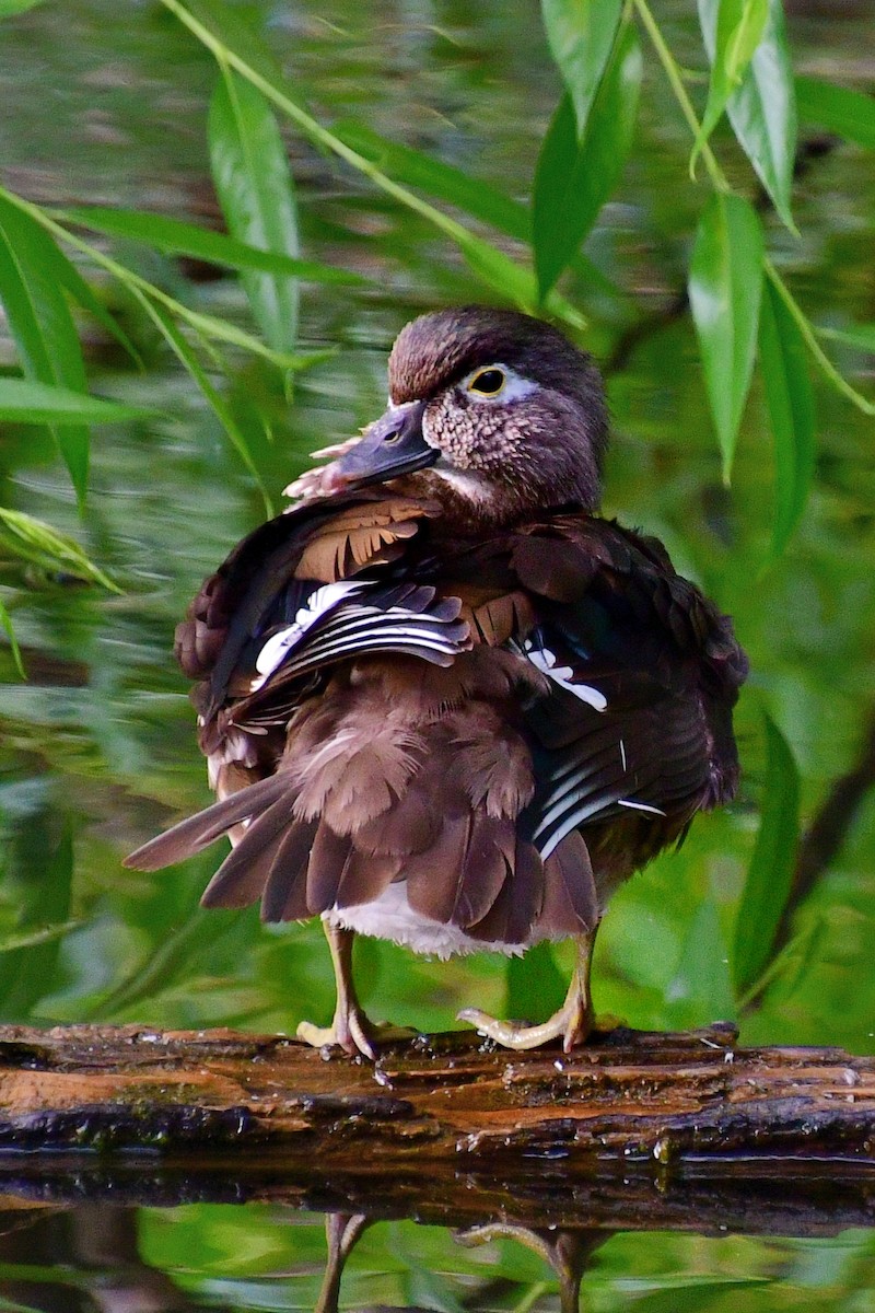 Wood Duck - ML620642151