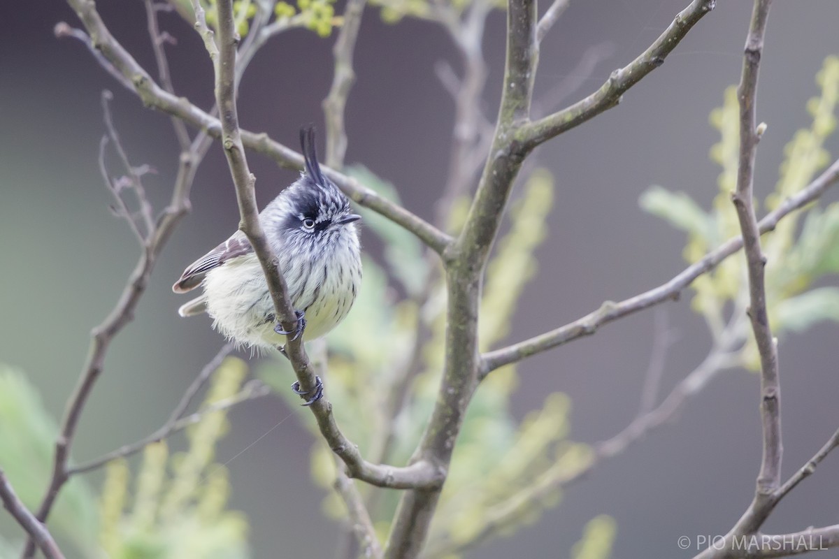 Tufted Tit-Tyrant - ML620642157