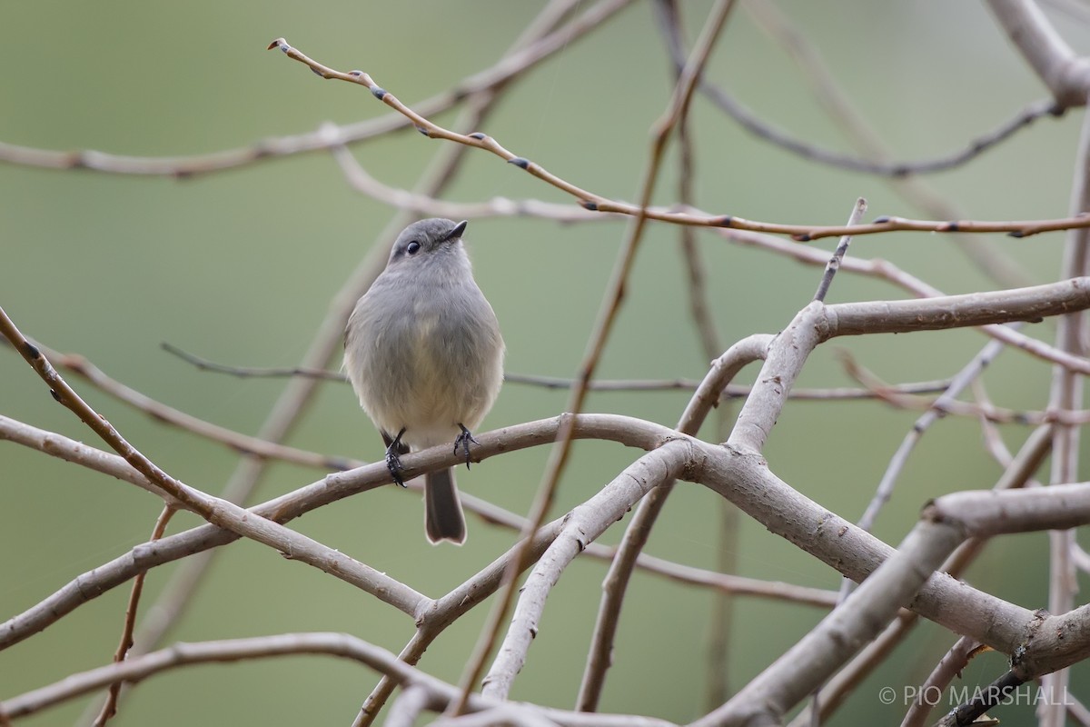 Patagonian Tyrant - ML620642161