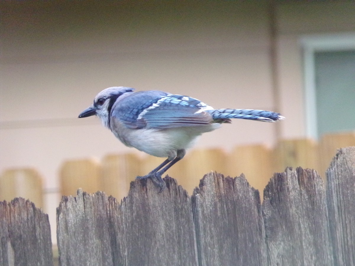 Blue Jay - ML620642162