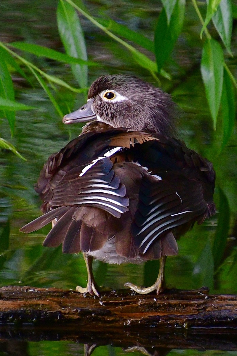 Wood Duck - ML620642163