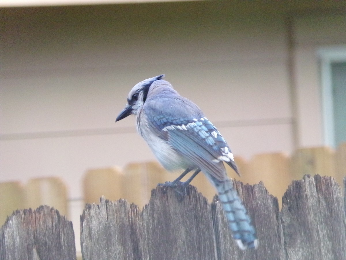 Blue Jay - ML620642164