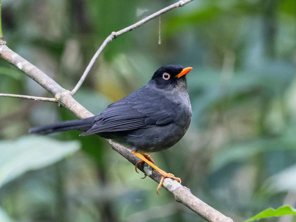 Slaty-backed Nightingale-Thrush - Bob Friedrichs