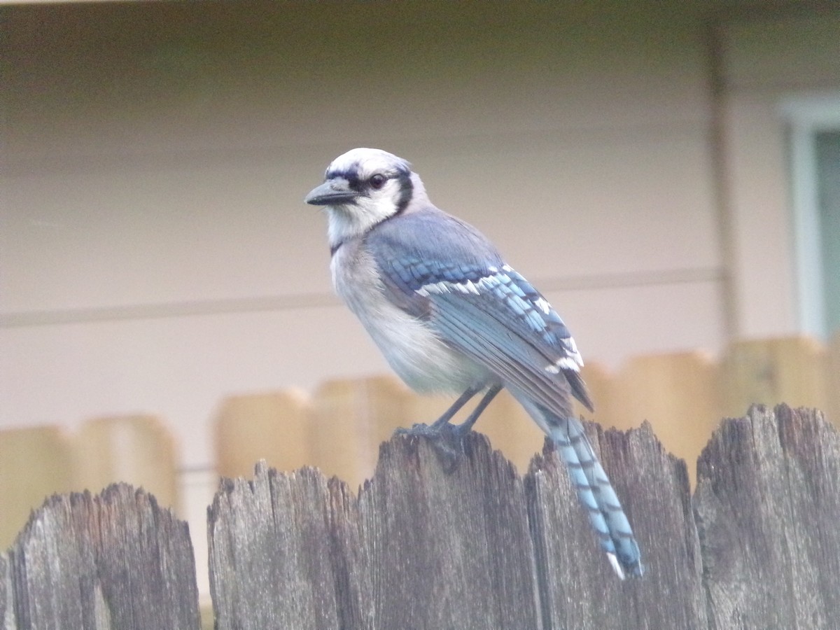 Blue Jay - ML620642166