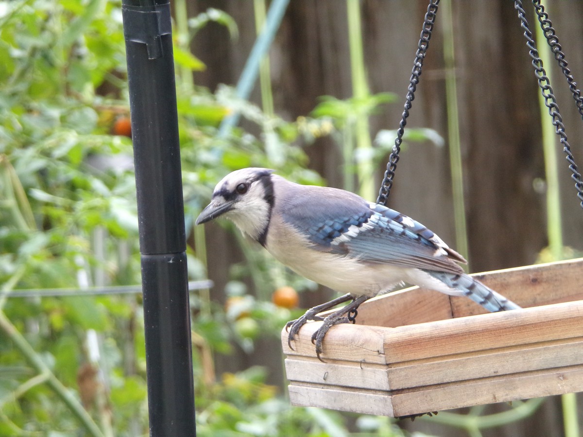 Blue Jay - ML620642168