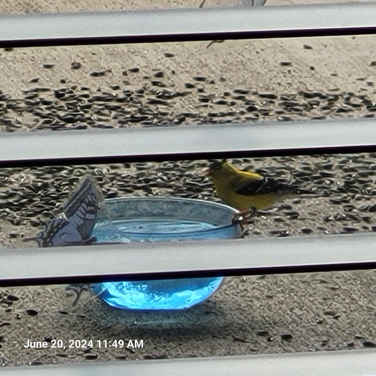 American Goldfinch - ML620642173