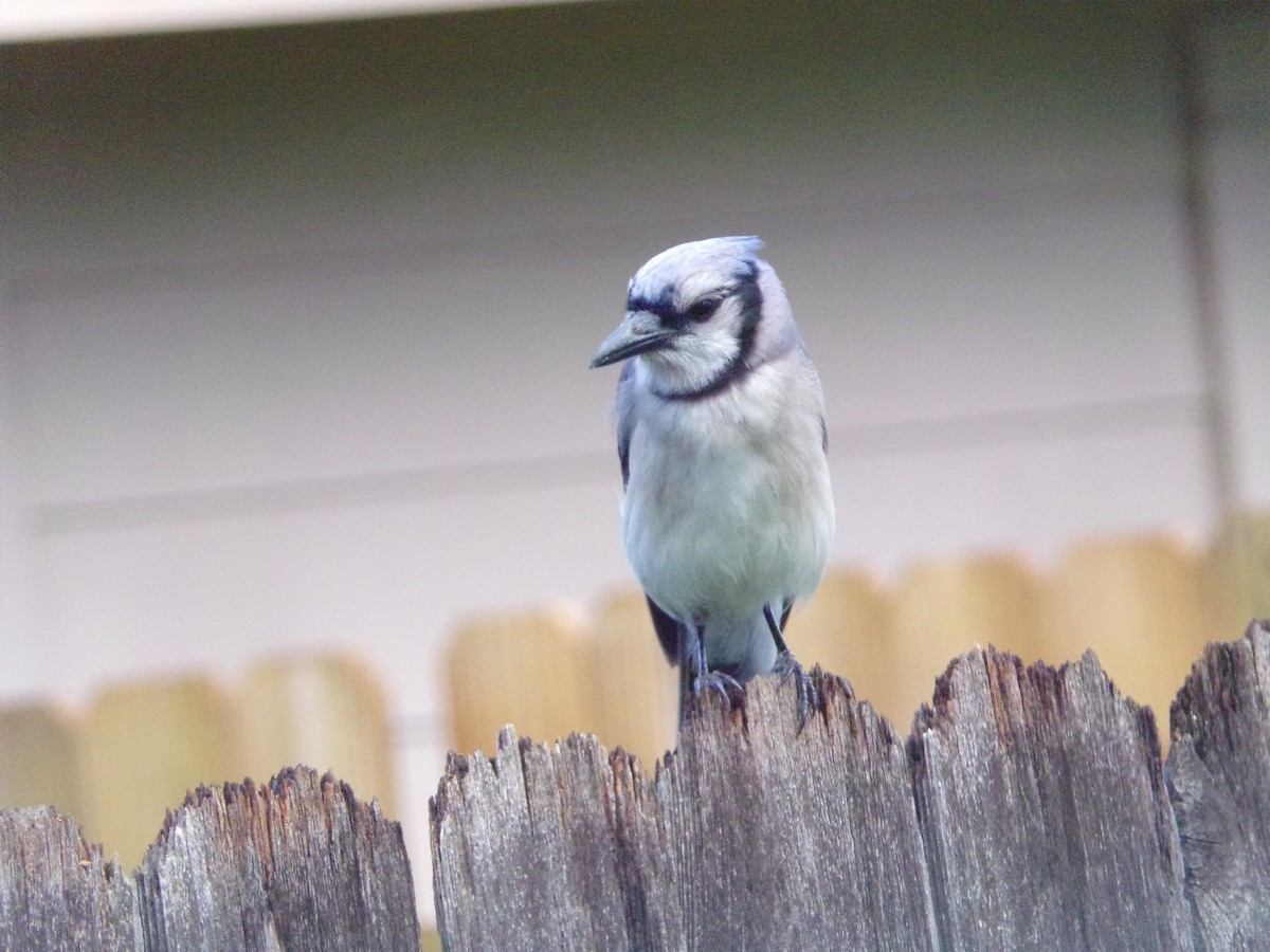 Blue Jay - ML620642175